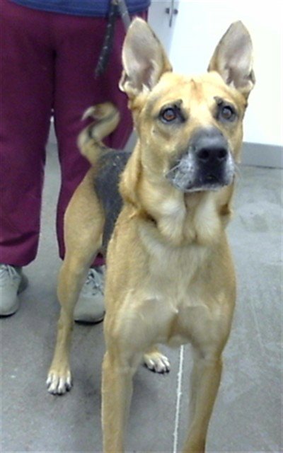 REMMI - German Shepherd Dog available for adoption