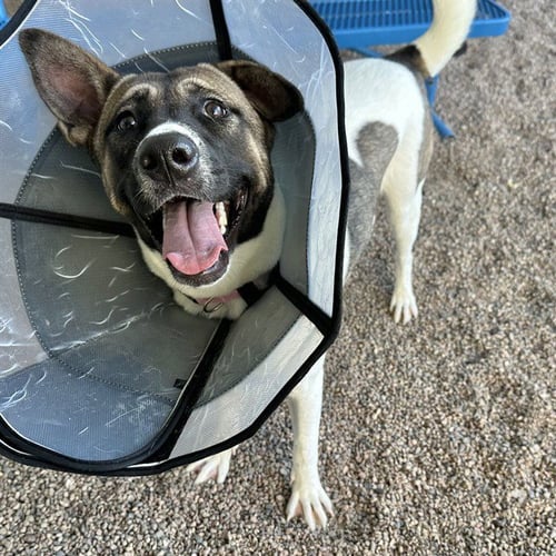 THALIA - Akita available for adoption