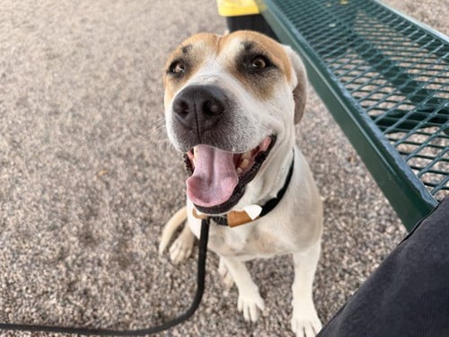 MARCIE - Labrador Retriever available for adoption