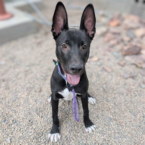 PHARAOH - American Pit Bull Terrier available for adoption