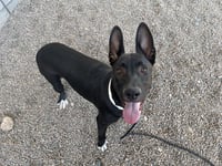 PHARAOH - Photo 1