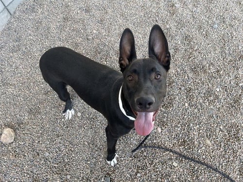 PHARAOH - American Pit Bull Terrier available for adoption