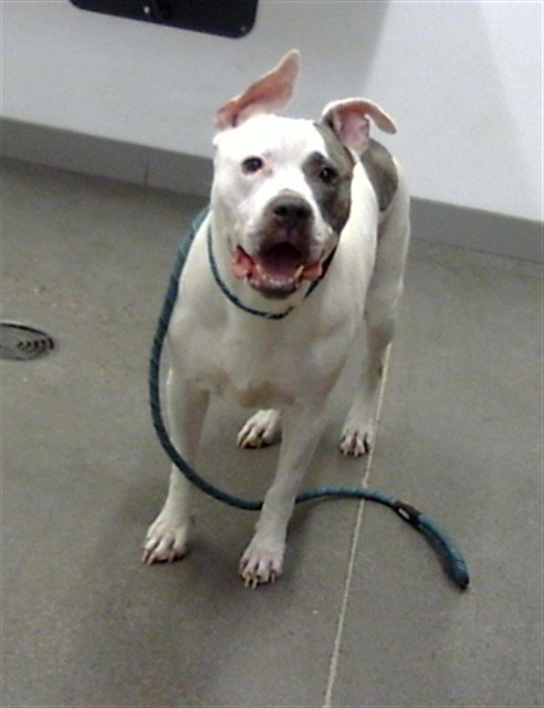 SUKI - American Pit Bull Terrier available for adoption