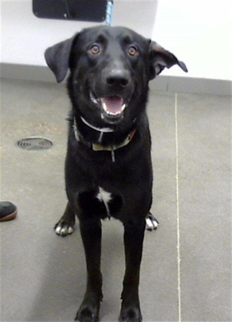 BOXER - German Shepherd Dog / Siberian Husky available for adoption