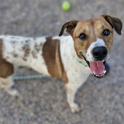 WISHBONE - English Foxhound available for adoption