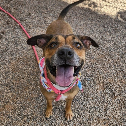 GLORIA - Boxer available for adoption