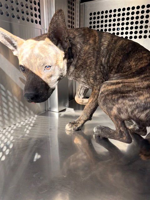 JARRITOS - American Pit Bull Terrier available for adoption