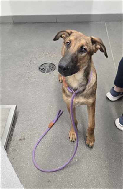 LUKE - Labrador Retriever / German Shepherd Dog available for adoption