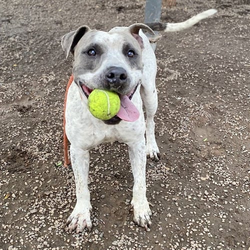 JUPITER - American Pit Bull Terrier available for adoption