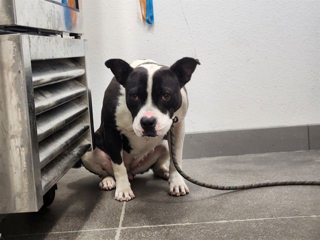 SHANIA TWAIN - American Pit Bull Terrier available for adoption