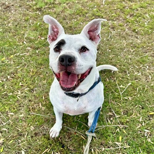 DONOVAN - American Pit Bull Terrier available for adoption