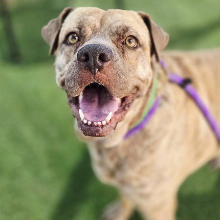 LU LU - Mastiff available for adoption