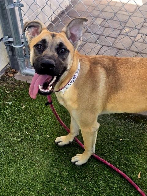 TILLY - Belgian Shepherd Malinois available for adoption