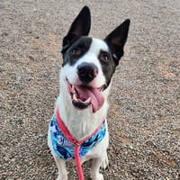 BUSTER - Photo 1