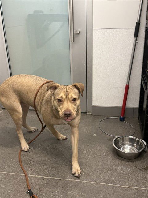 BEAUTY - American Pit Bull Terrier available for adoption