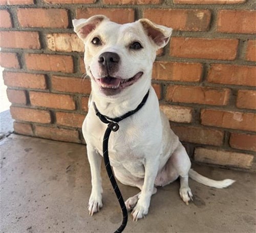 BAILEY - Chihuahua available for adoption