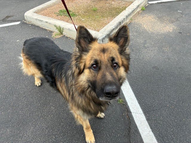 BOB - German Shepherd Dog available for adoption