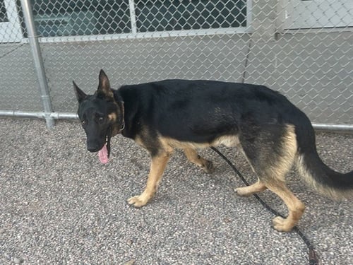 DEMARCUS - German Shepherd Dog available for adoption