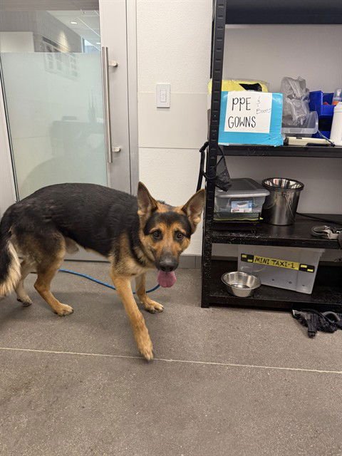 ZEUS - German Shepherd Dog available for adoption