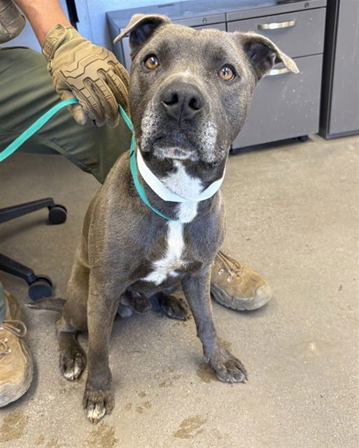 GREGORY - American Pit Bull Terrier for adoption in Tempe