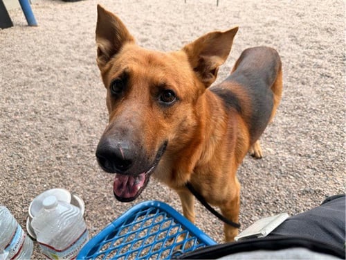 OSCAR - German Shepherd Dog available for adoption