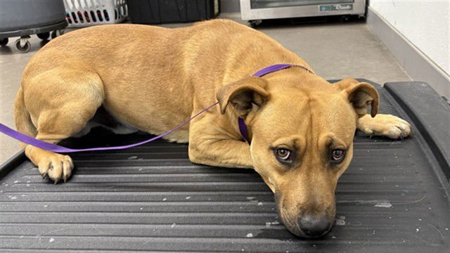 ROMEO - American Pit Bull Terrier available for adoption