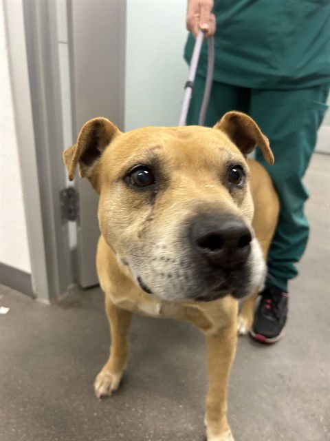 CAMILO - American Pit Bull Terrier for adoption in Tempe