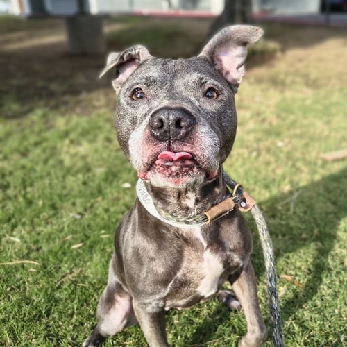 LULU - Staffordshire Bull Terrier / American Bulldog available for adoption
