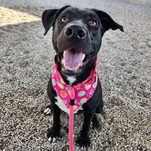 OAKLEY - Labrador Retriever / American Pit Bull Terrier available for adoption