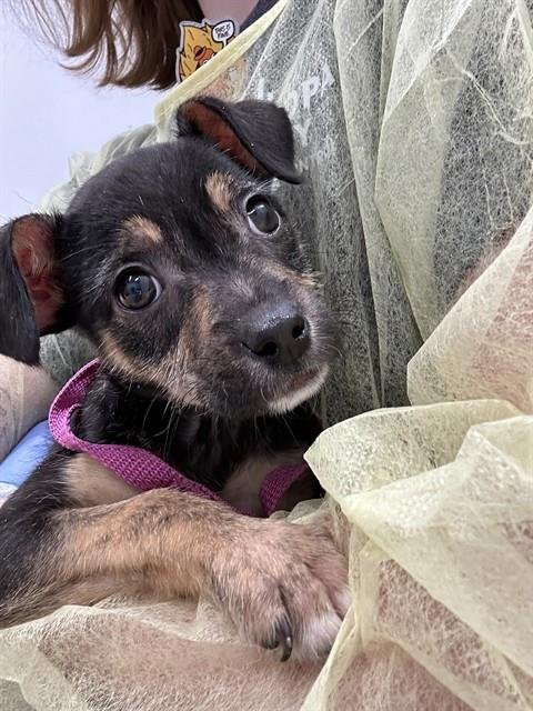 TALULLAH - Chihuahua available for adoption