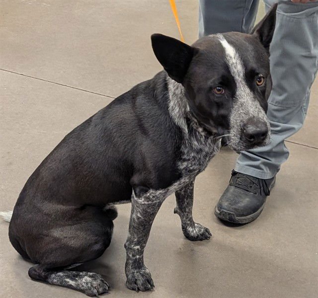 LENNY - Australian Cattle Dog/Blue Heeler available for adoption