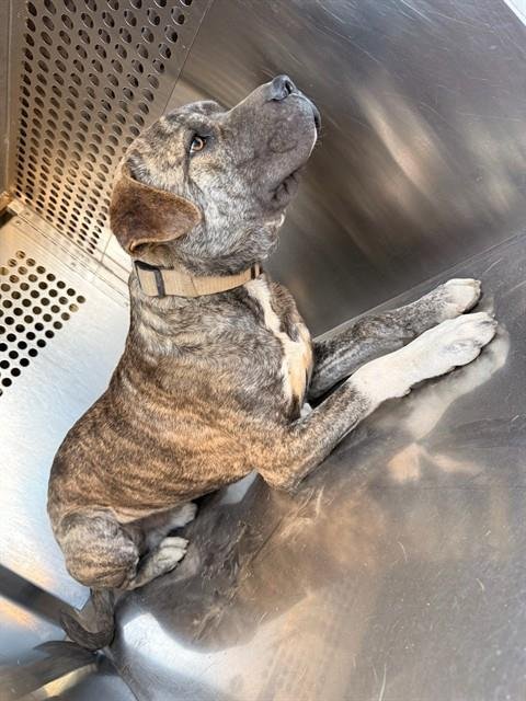 SUNNY - American Pit Bull Terrier / Mastiff available for adoption