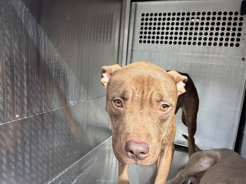 SMOOCH - American Pit Bull Terrier available for adoption