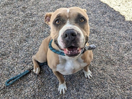 ABIGAIL - American Pit Bull Terrier available for adoption