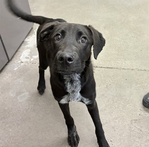 JOHNNY - Labrador Retriever available for adoption