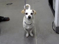 ROCKY - Photo 1