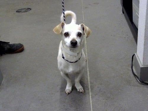 ROCKY - Chihuahua / Pug available for adoption
