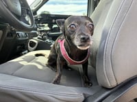 HARLEY - Photo 1
