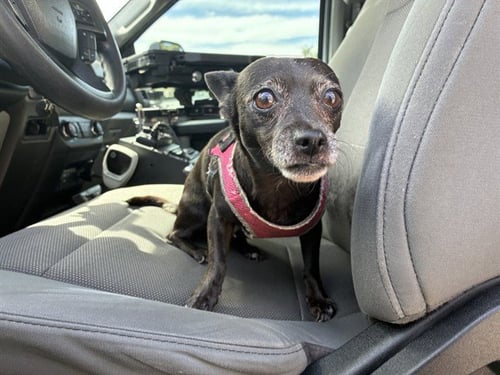 HARLEY - Chihuahua available for adoption
