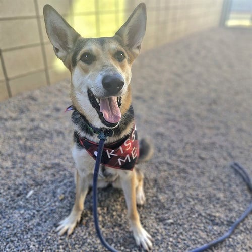 JELLYBEAN - German Shepherd Dog available for adoption