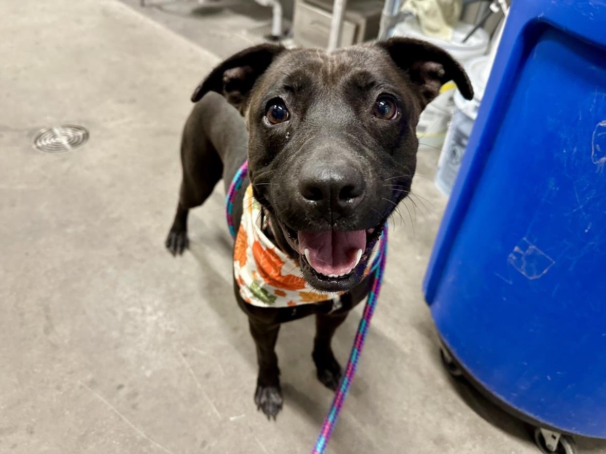 KIARA - American Pit Bull Terrier available for adoption