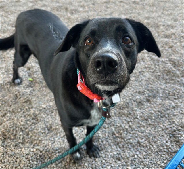 ZOEY - Labrador Retriever / Border Collie available for adoption
