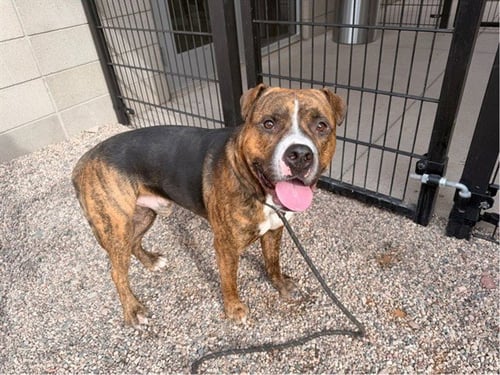 MORTAR - American Pit Bull Terrier available for adoption