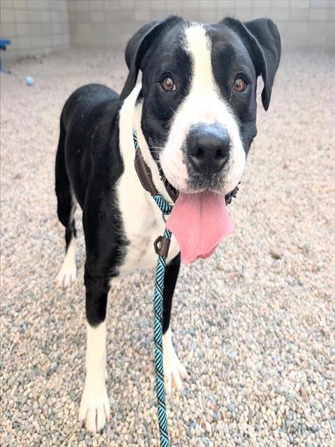 BROM - American Pit Bull Terrier available for adoption