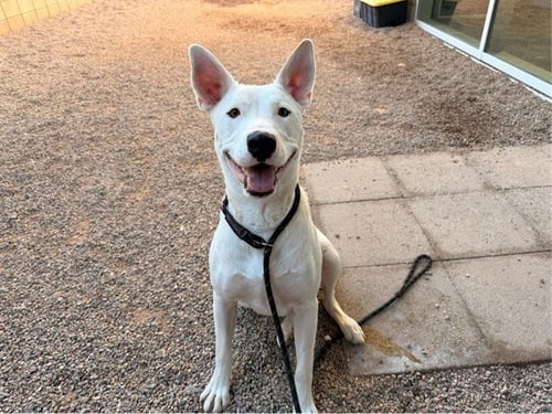 KENOBI - American Pit Bull Terrier / American Staffordshire Terrier available for adoption