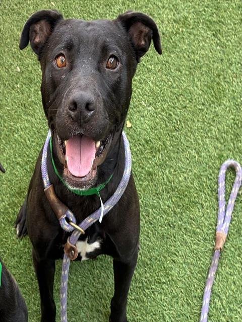 PUMPKIN - Labrador Retriever available for adoption