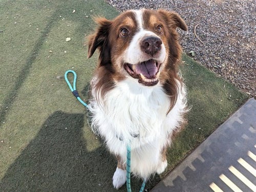 BUFFALO BILL - Australian Shepherd available for adoption