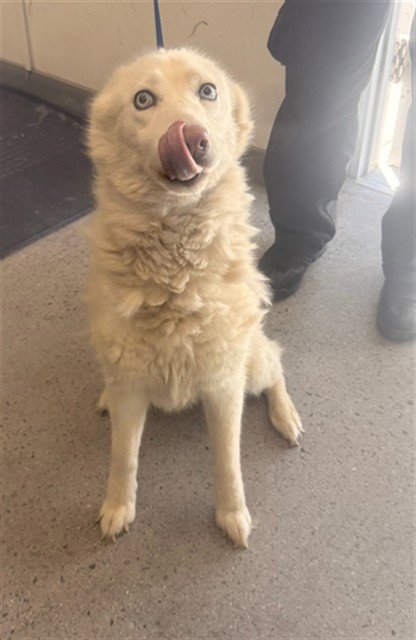 FLOOF - Samoyed available for adoption
