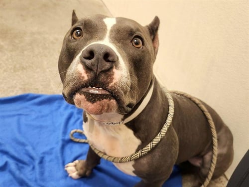 BLUE - American Pit Bull Terrier available for adoption