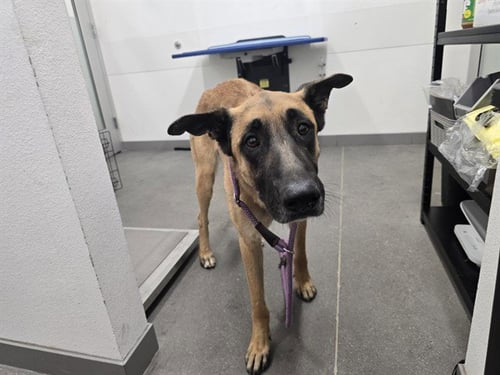 ZOOBLE - German Shepherd Dog available for adoption